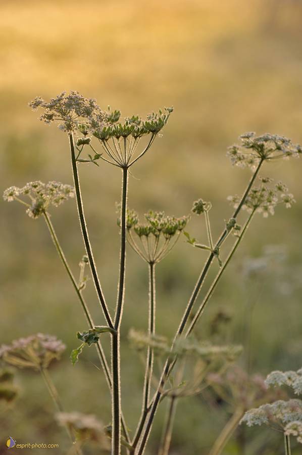 Nom de l'image : D2237859_1_(c)Norbert-JUNG — Description :